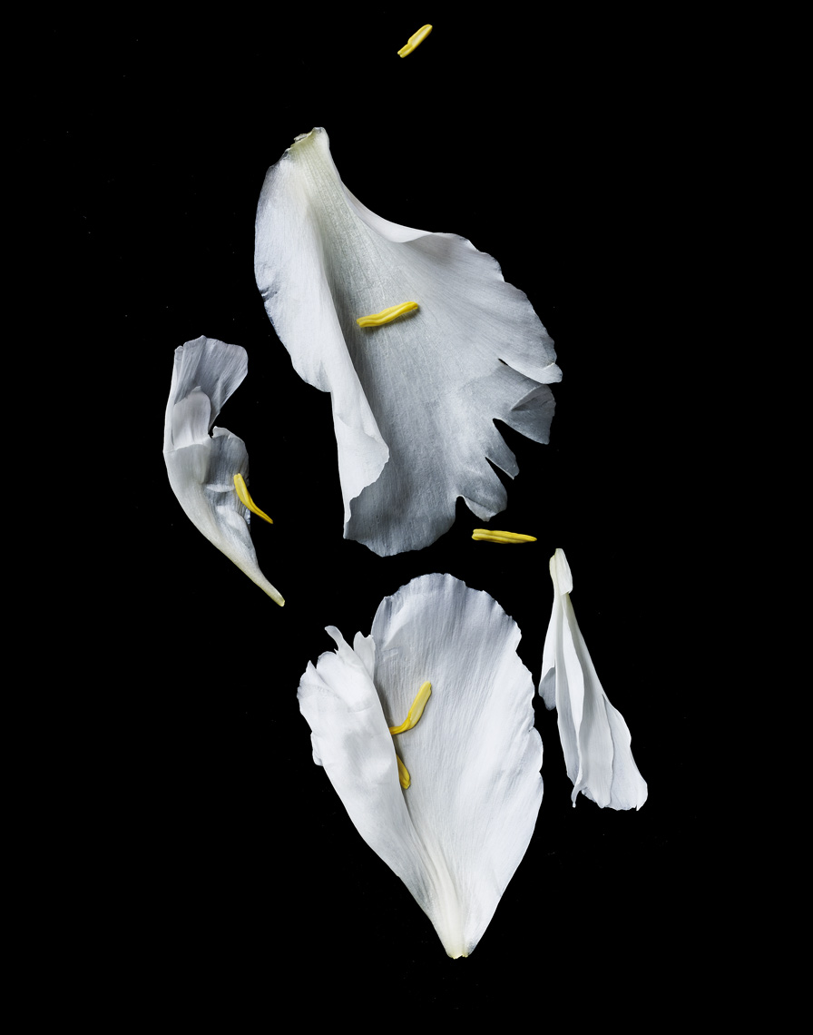 20140607-FlowerTest-14C-316
