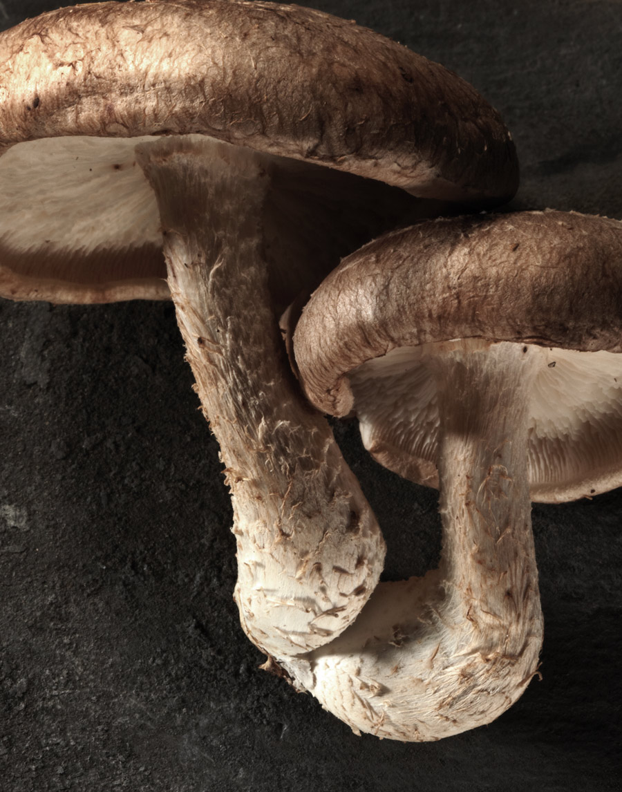 MBD108025mushroom35_V2.jpg