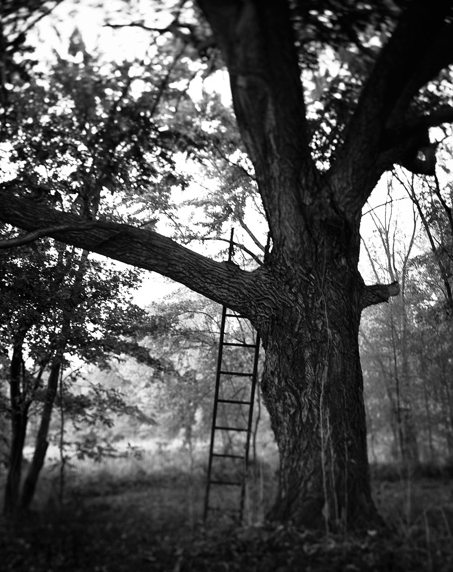 tree-ladder--b&w2